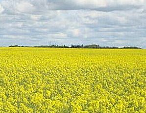 field of mustard